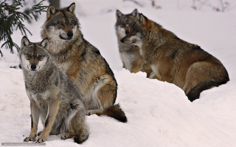 Three Wolves in Snow — White, Calm, Winter, Photograph, Evergreen Tree