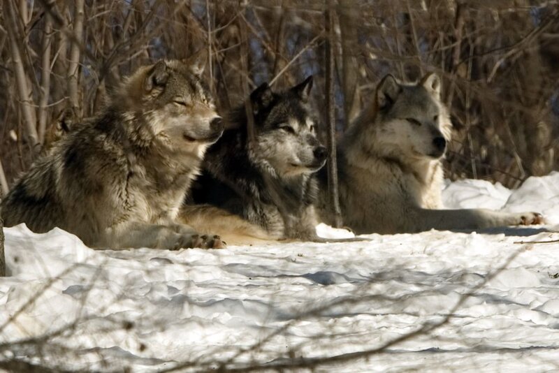 Three Wolves in Snow — White, Calm, Winter, Photograph