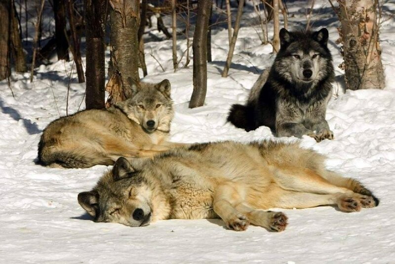 Three Wolves in Snow — White, Calm, Winter, Photograph, Trees, Forest