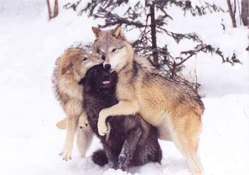 Three Wolves in Snow — White, Calm, Winter, Photograph, Trees