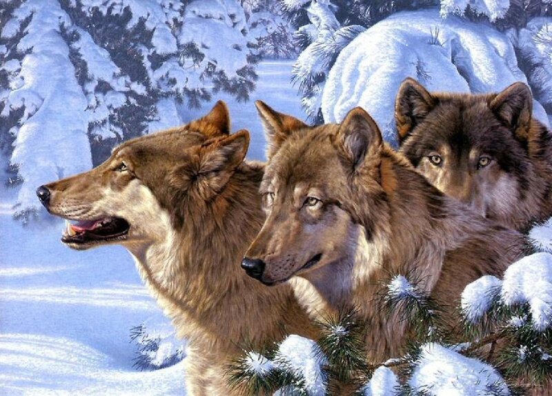 Three Wolves in Snow — White, Calm, Winter