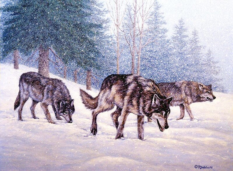 Three Wolves in Snow — White, Cold