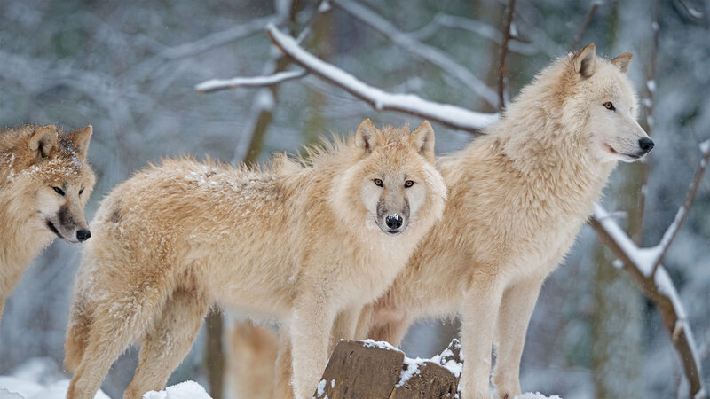 Three Wolves in Snow — White, Cold, Winter