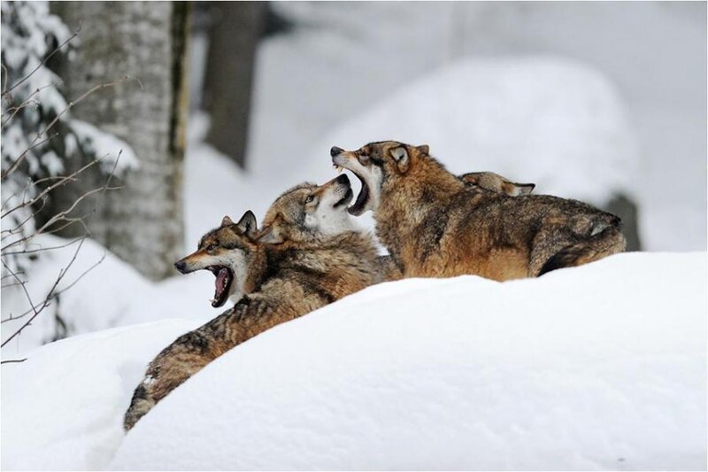 Three Wolves in Snow — White, Dramatic