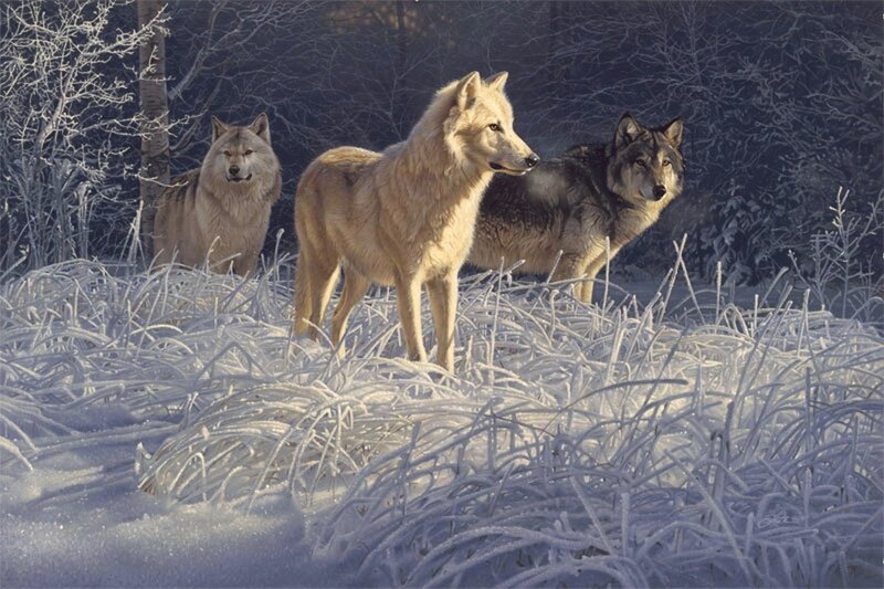 Three Wolves in Snow — White, Dramatic, Winter, Painting, Grass