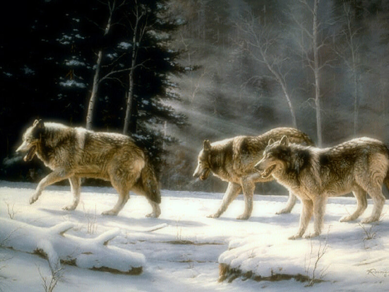 Three Wolves in Snow — White, Dramatic, Winter