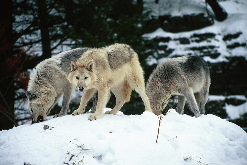 Three Wolves in Snow — White, Natural