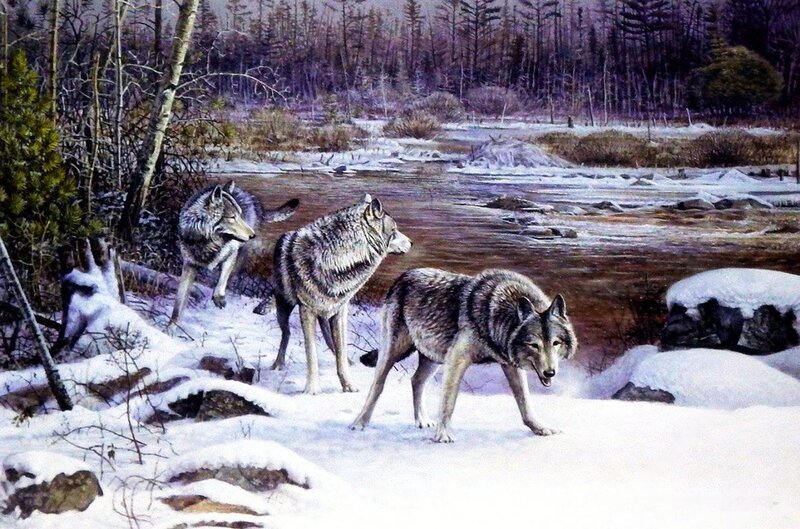 Three Wolves in Snow — White, Natural, Winter