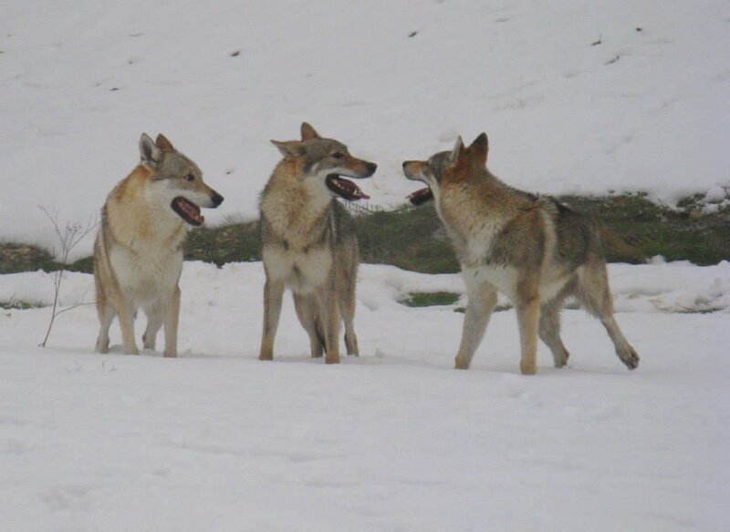 Three Wolves in Snow — White, Neutral
