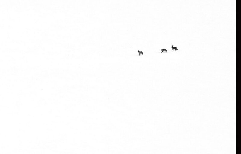 Three Wolves in Snow — White, Serene