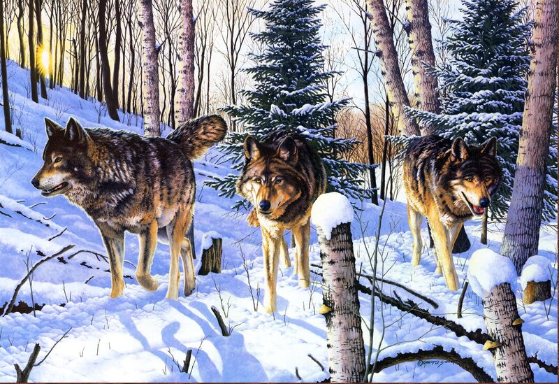Three Wolves in Snow — White, Serene, Winter, Illustration, Forest