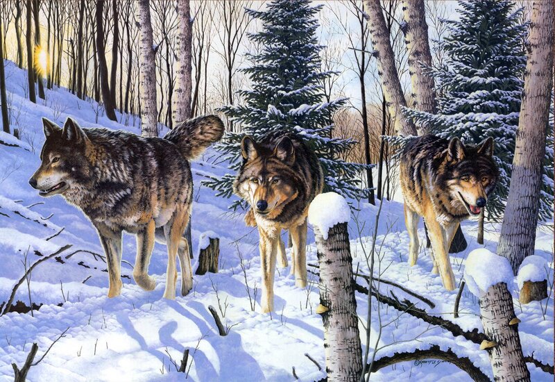 Three Wolves in Snow — White, Serene, Winter, Illustration