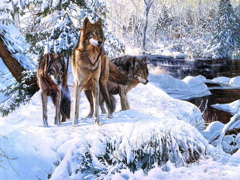 Three Wolves in Snow — White, Serene, Winter, Painting, River