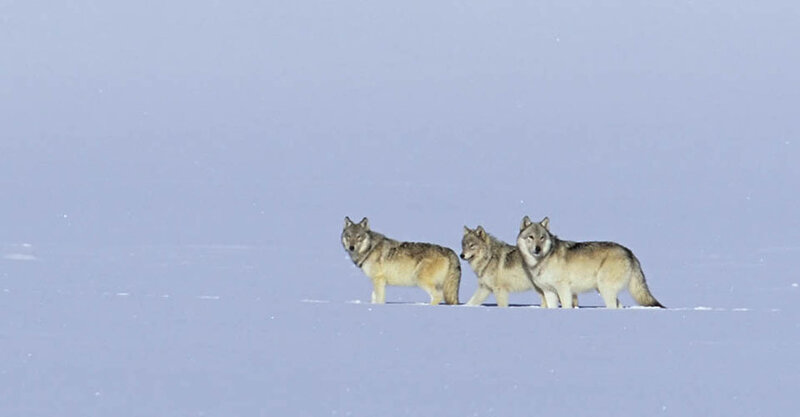 Three Wolves in Snow — White, Serene, Winter, Photograph