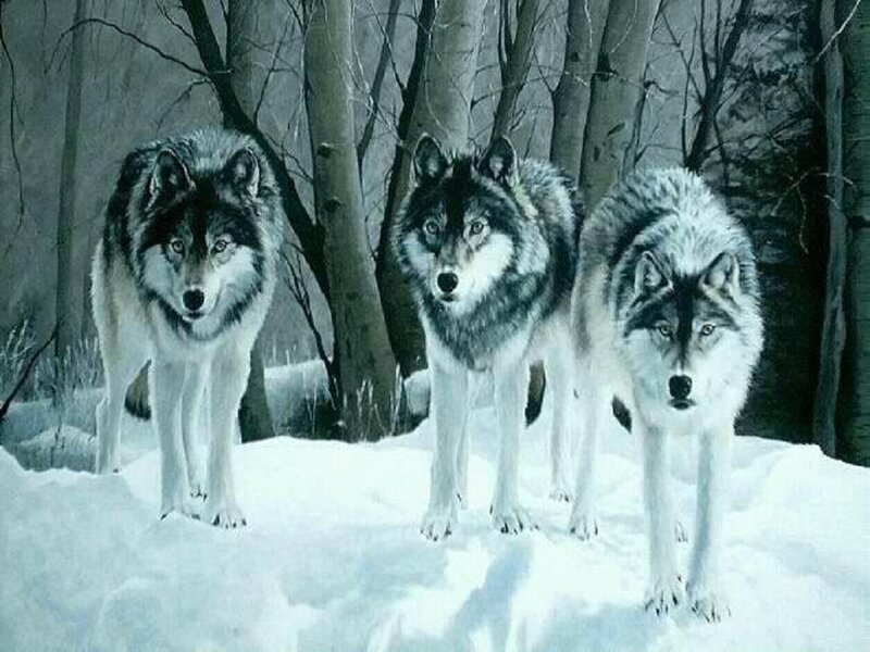 Three Wolves in Snow — White, Serious