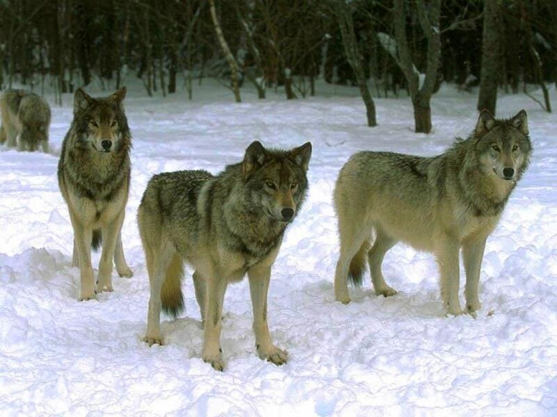 Three Wolves in Snow — White