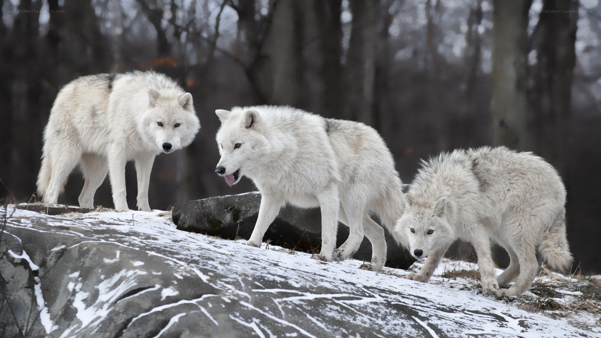 Three wolves in snowy forest