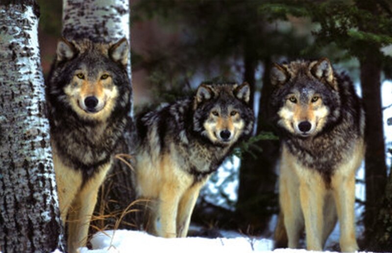 three wolves in snowy forest
