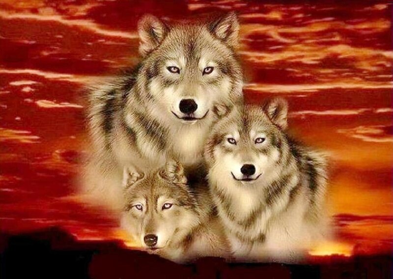 Three Wolves in Sunset — Red