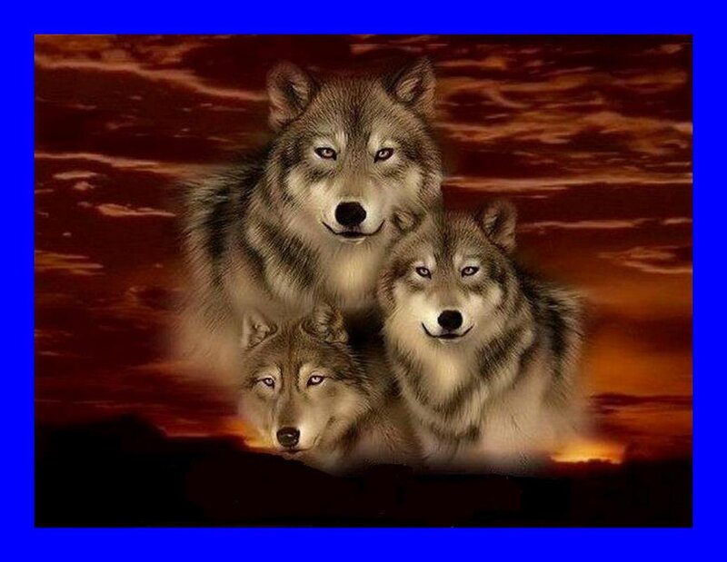 Three Wolves in Sunset