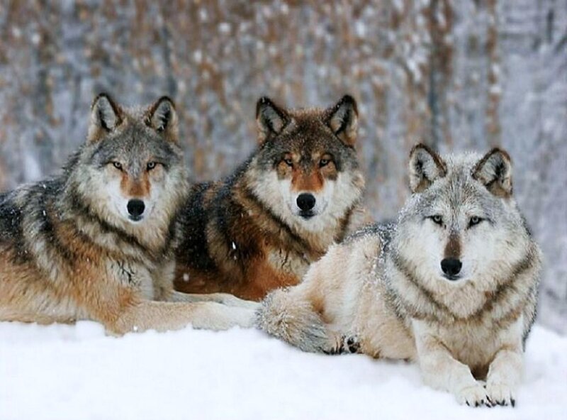 three wolves in the snow