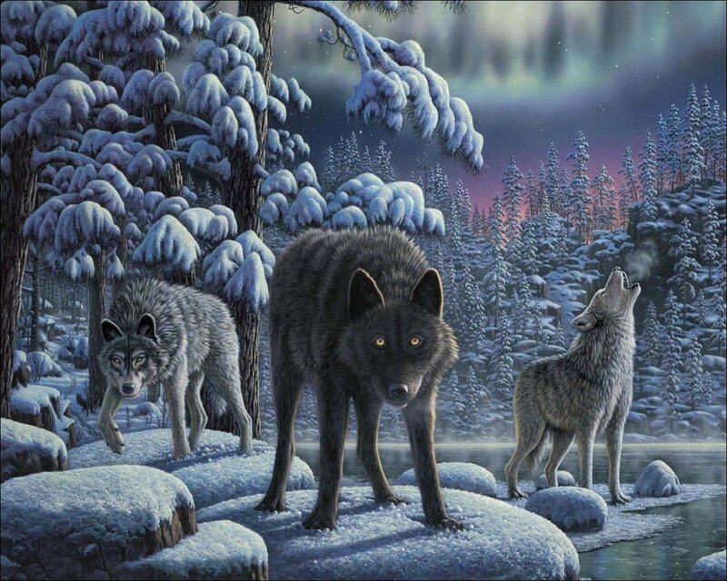 Three Wolves in Winter — Blue