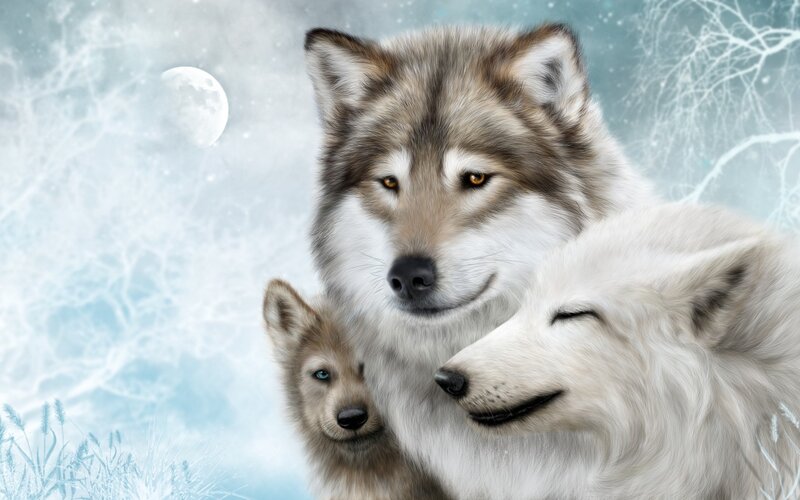 Three Wolves in Winter — White