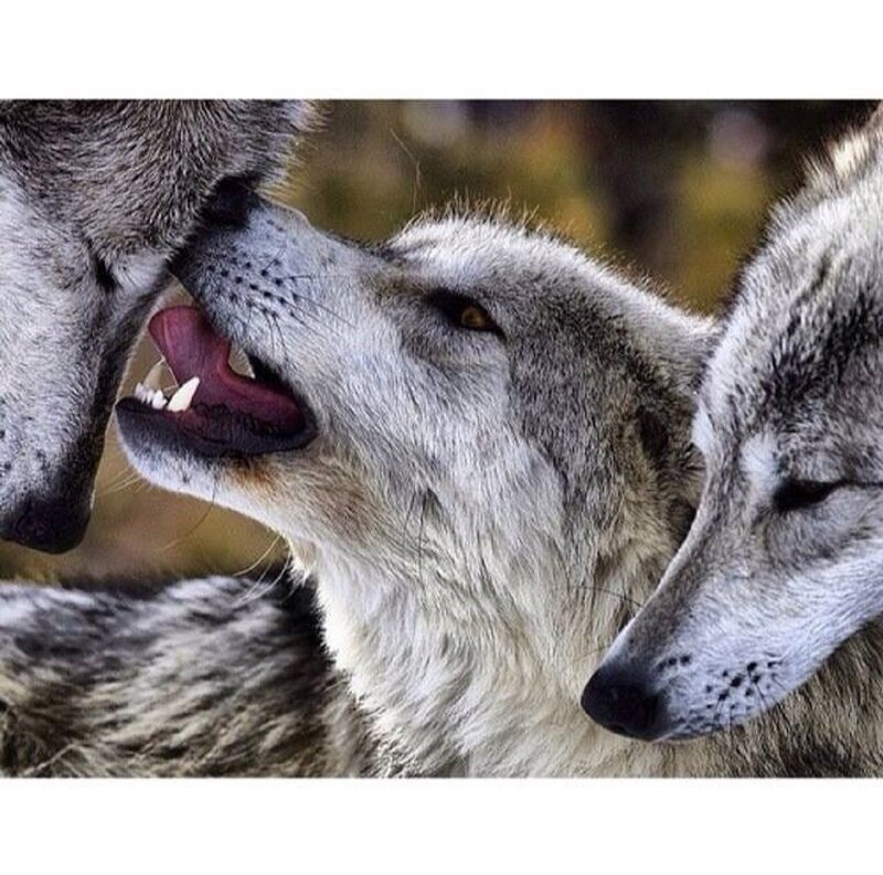 Three Wolves Interacting — Gray