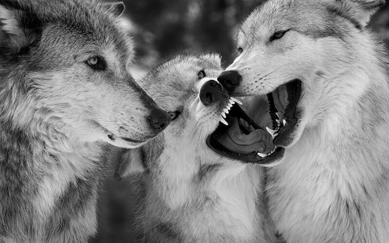 Three Wolves Interacting