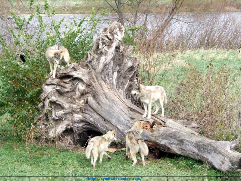 Three Wolves Near Tree