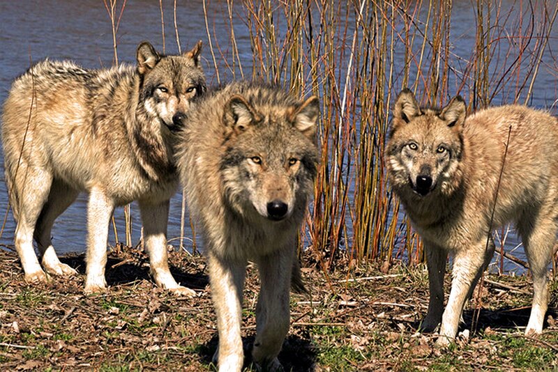 Three Wolves Near Water