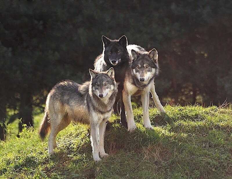 Three Wolves on a Hill — Green