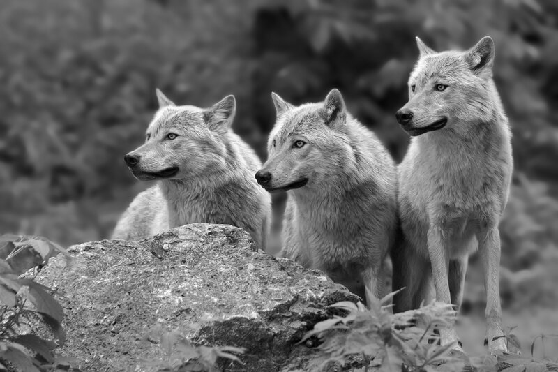 Three Wolves on a Rock — Black
