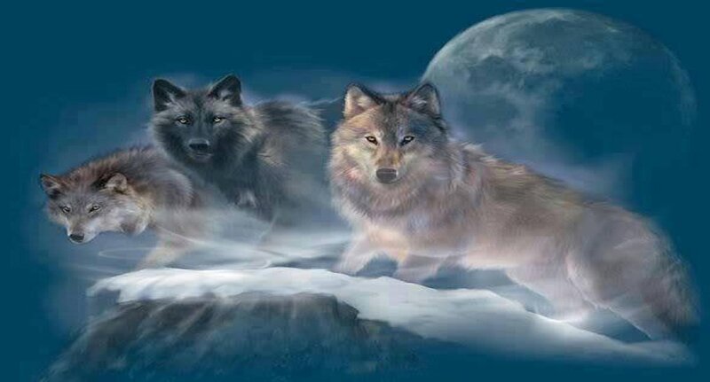Three Wolves on a Rock — Blue