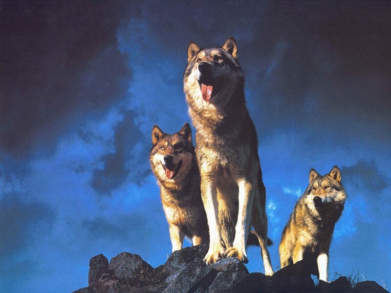 Three Wolves on a Rock