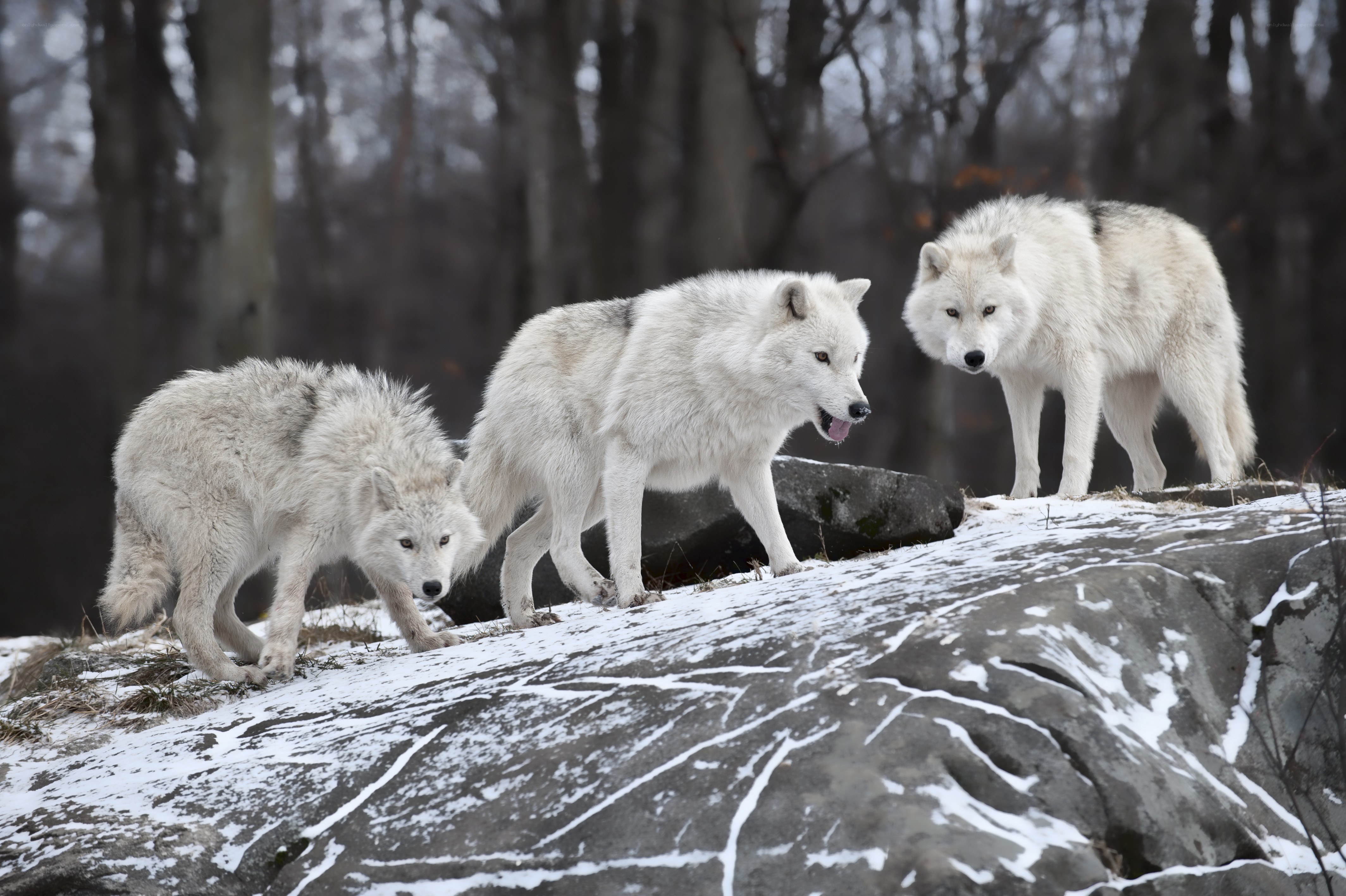 Three wolves on a snowy rock