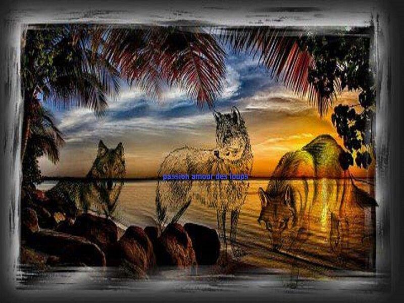 Three Wolves on Beach