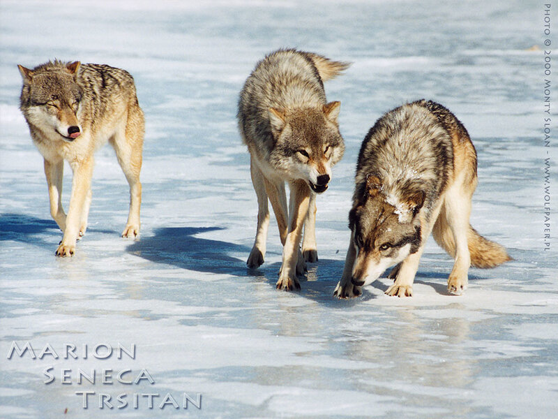 Three Wolves on Ice