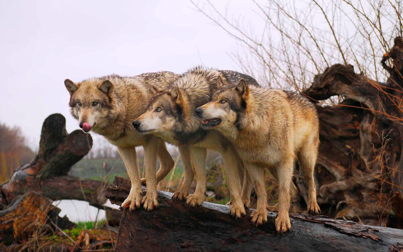 Three Wolves on Log — Gray, Natural