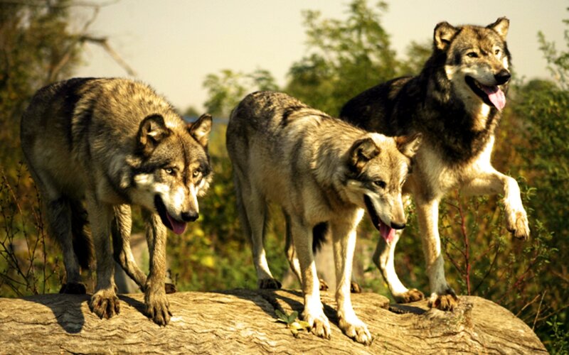 Three Wolves on Log — Gray