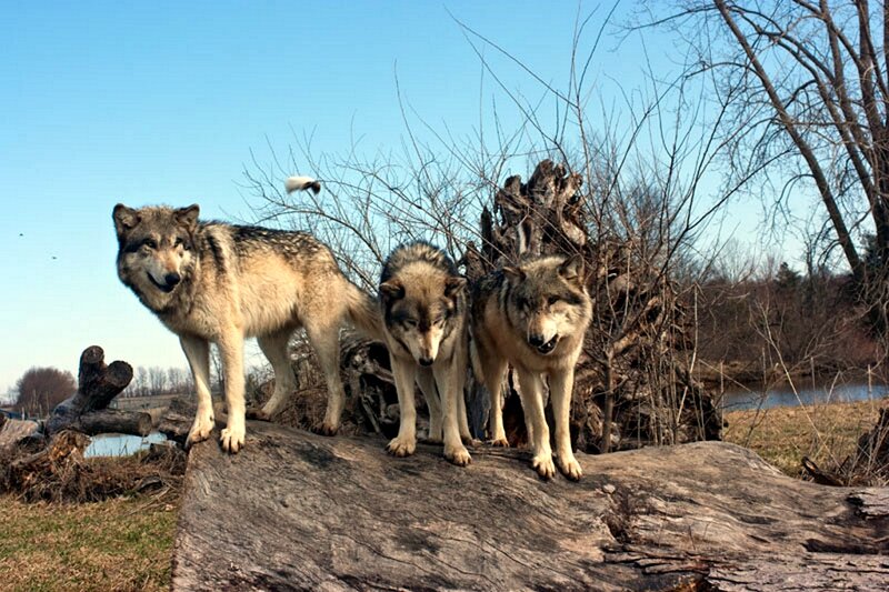 Three Wolves on Log