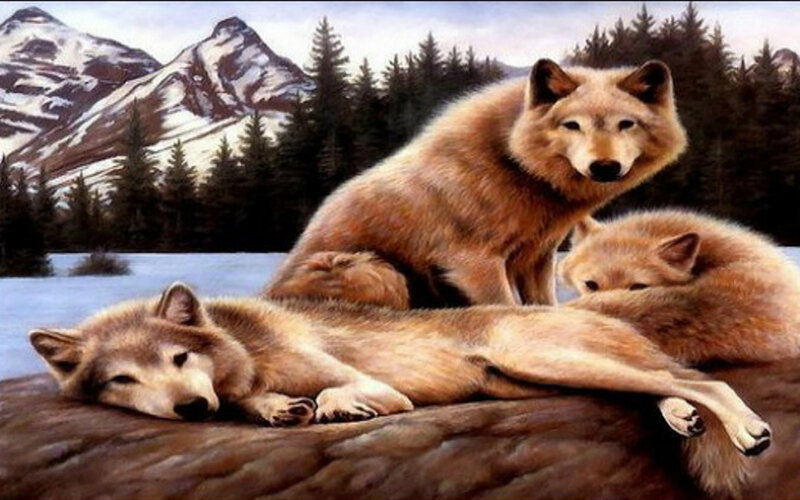 Three Wolves on Rock — Brown, Serene, Winter
