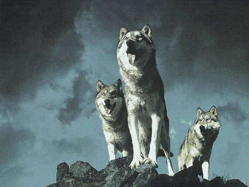 Three Wolves on Rock — Gray, Dramatic