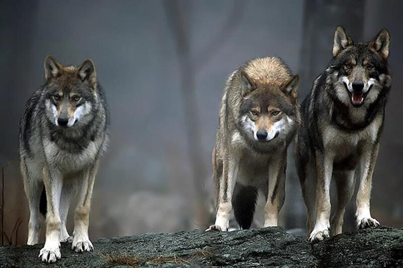 Three Wolves on Rock — Gray