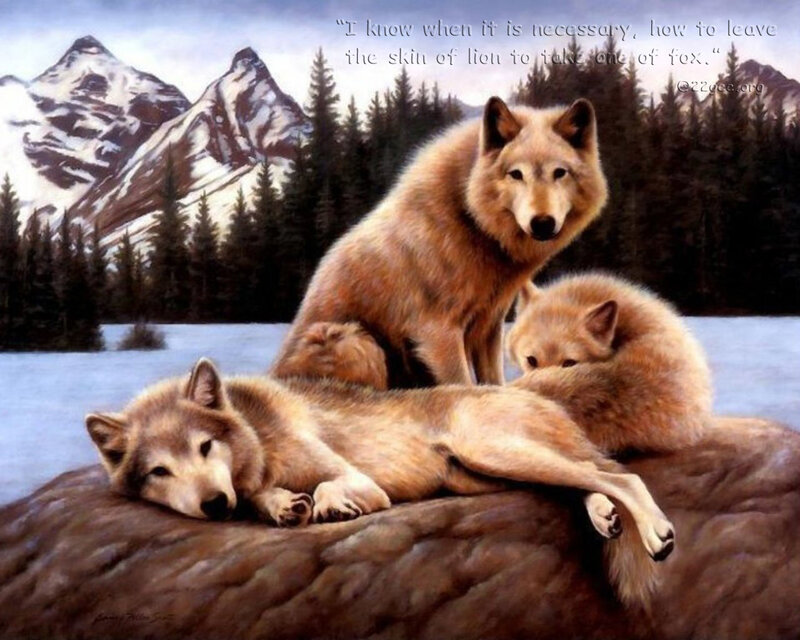 Three Wolves on Rock