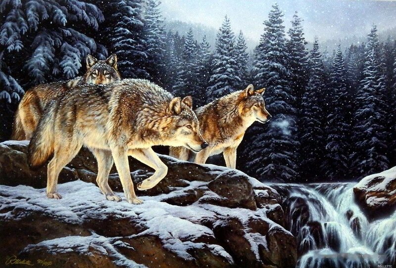 Three Wolves on Rocks — Brown, Dramatic