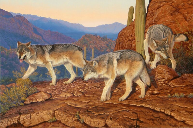 Three Wolves on Rocks — Brown