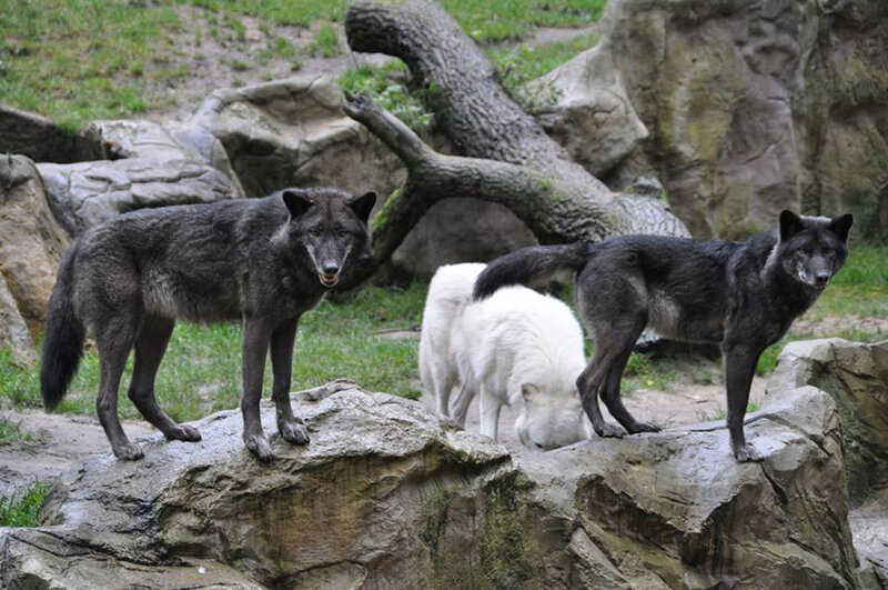 Three Wolves on Rocks — Gray, Natural