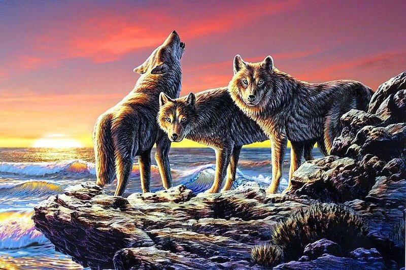 Three Wolves on Rocks — Purple