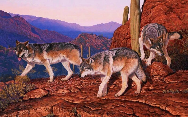 Three Wolves on Rocks — Red